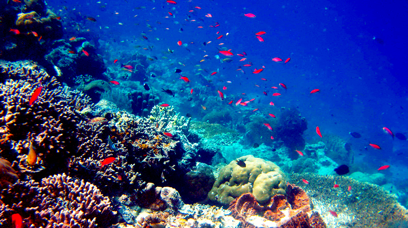 他们可以带游客畅游海底,体验水中失重的感觉,领略深海美景,甚至可以